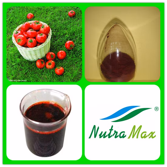 Natürliches Tomatenextrakt-Pulver Lycopin 6 % 10 % 20 %